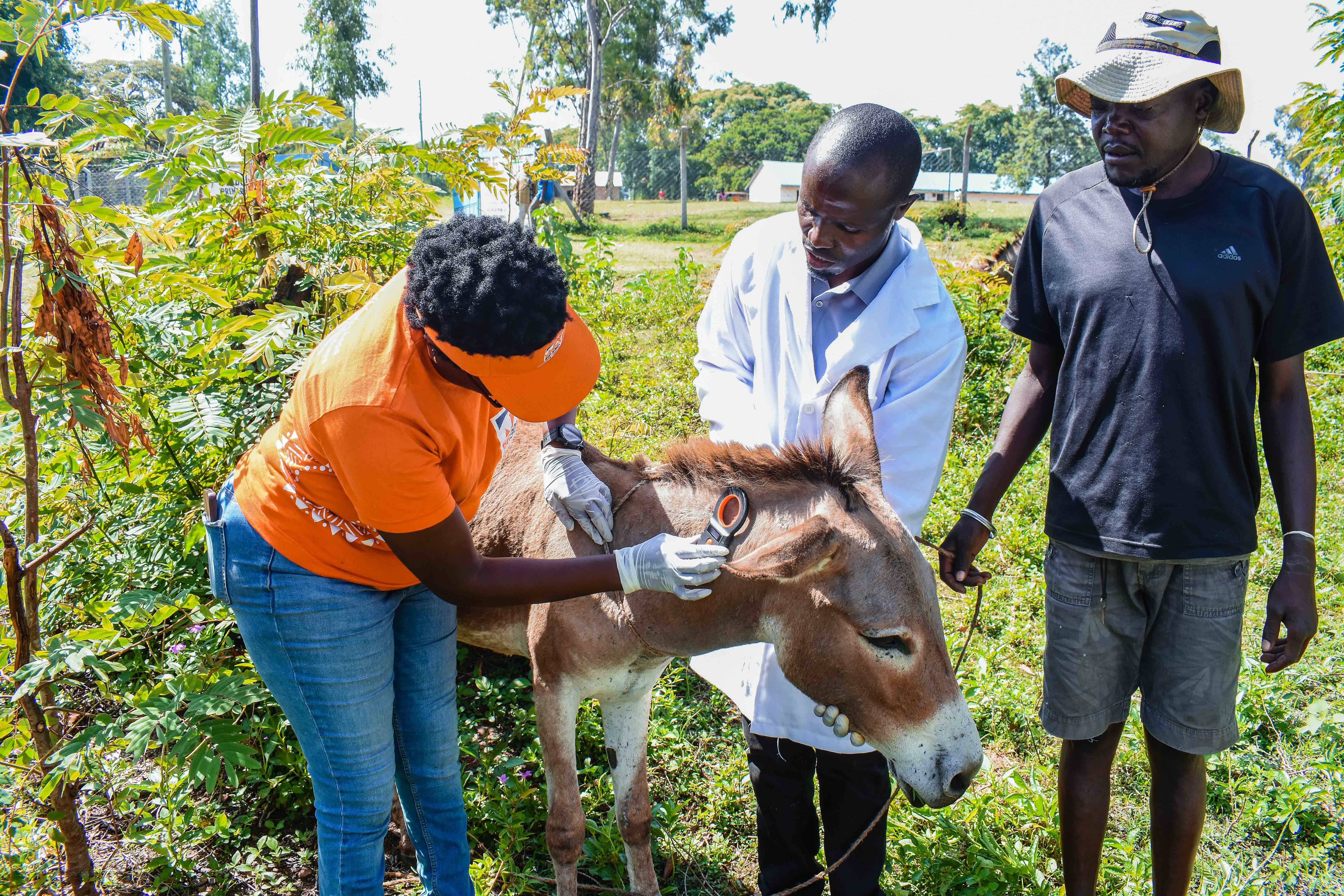 LIVESTOCK OUTREACH AT SONDU: EDUCATING DONKEY OWNERS