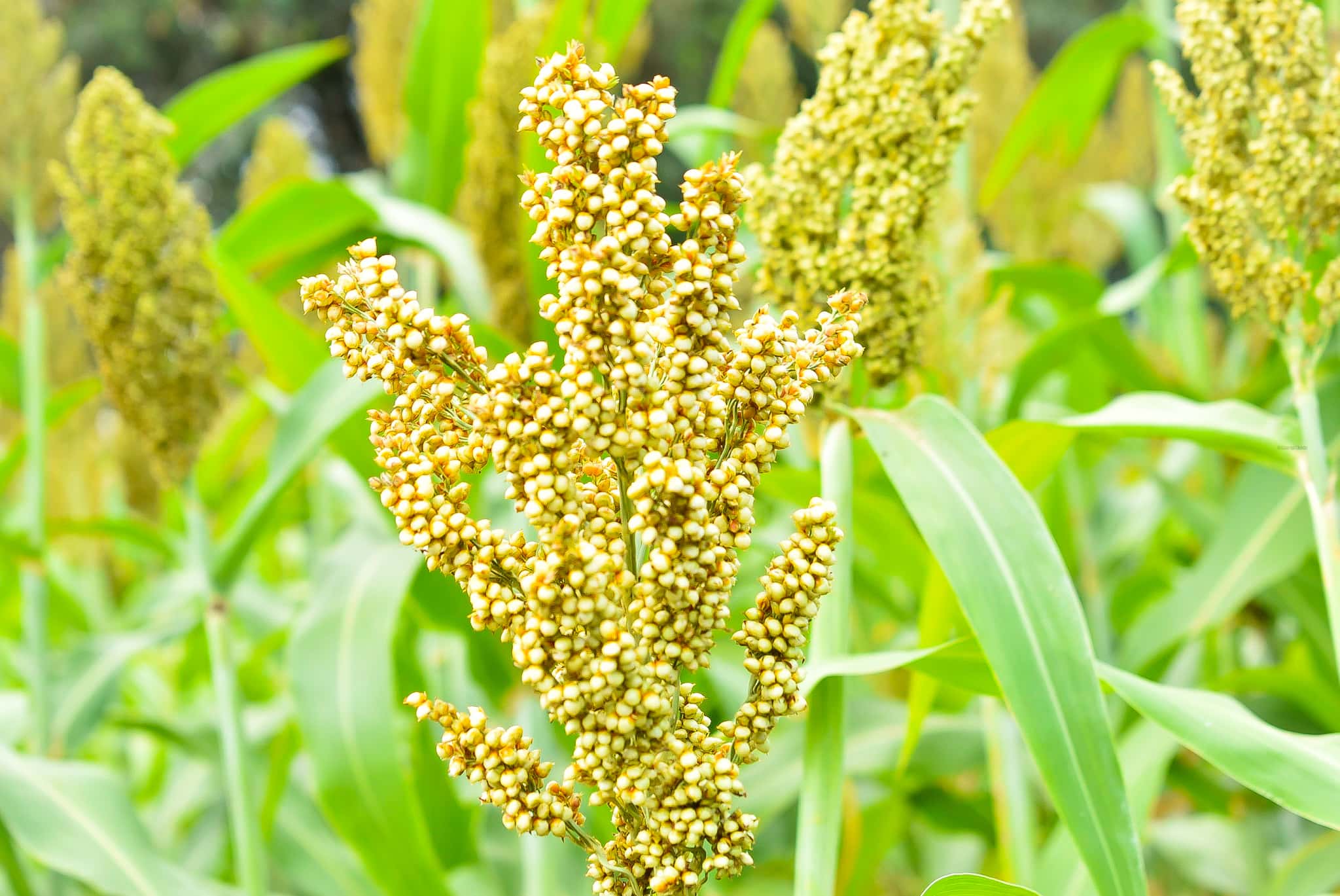 SORGHUM VALUE CHAIN PROJECT